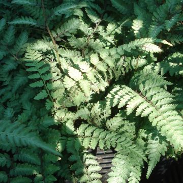Athyrium niponicum Ursula's Red