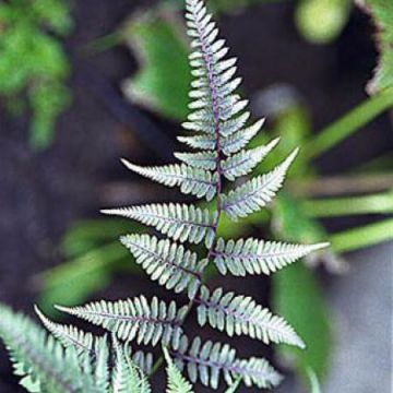 Athyrium niponicum pictum Metallicum