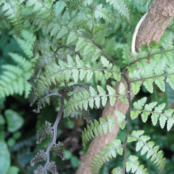 Athyrium otophorum var. okanum