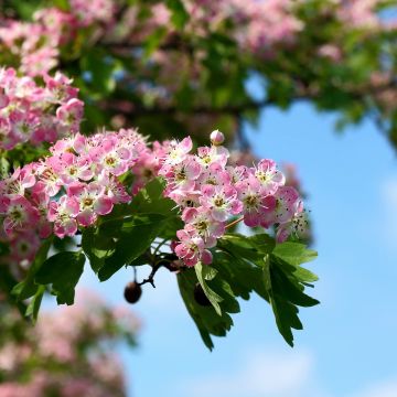Crataegus × media Princesse Sturdza