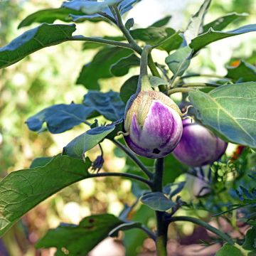 Beringela Rotonda Bianca di Sfumata