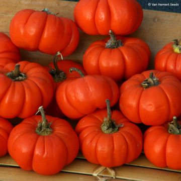 Beringela Africana / Gilo - Solanum aethiopicum em sementes