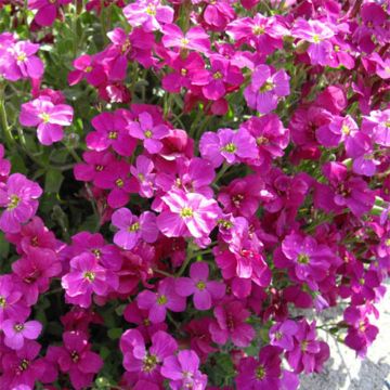Aubrecia Bressingham Vermelho