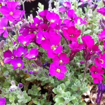 Aubrecia  Cascade Red