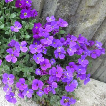 Aubrecia  Cascade Purple