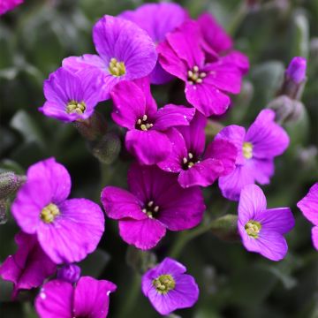 Aubrecia Elsa Lancaster