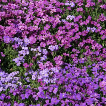Aubrieta deltoidea Mixed Hybrids em sementes