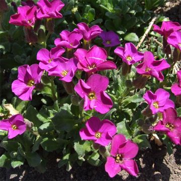 Aubrecia  Red Carpet