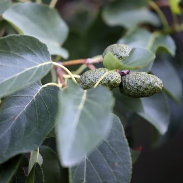 Alnus cordata Alnus cordata