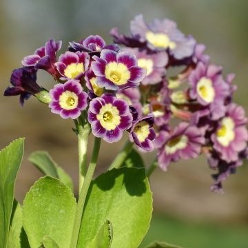 Primula × pubescens - Aurícula