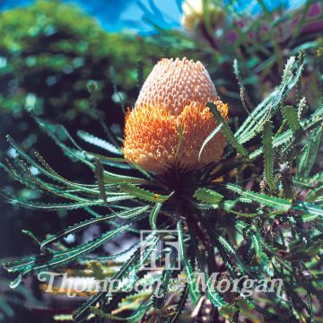 Banksia hookeriana em sementes
