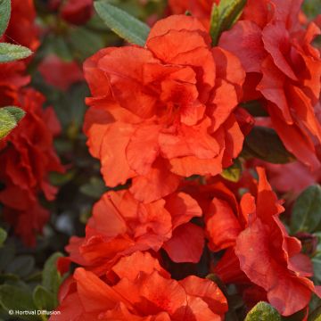 Azálea Japonesa Repetita Coral