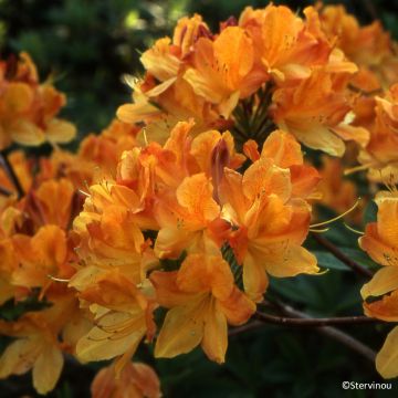 Azálea Mollis Hortulanus H Witte