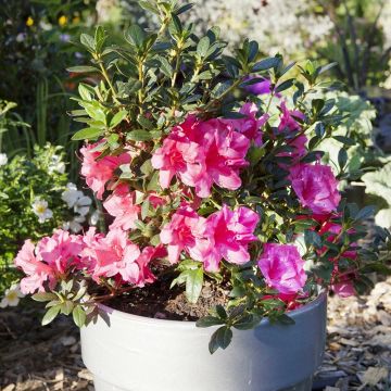 Azálea Japonesa ENCORE Carnival