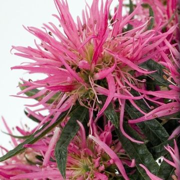 Azálea Japonesa Star Style Pink