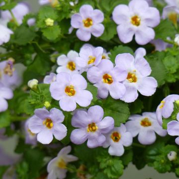 Bacopa Scopia Gulliver Blue Sensation Bacopa Scopia Gulliver Blue Sensation