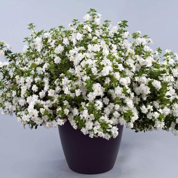 Bacopa Scopia Double Snowball em minimottes