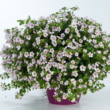 Bacopa Scopia Gulliver Pink Heart Improved