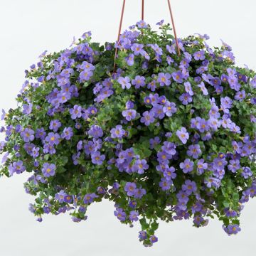 Bacopa Scopia Gulliver Blue Sensation
