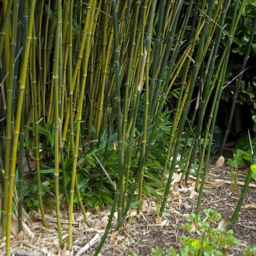 Phyllostachys bissetii