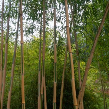 Phyllostachys aurea Koï