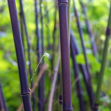 Phyllostachys nigra
