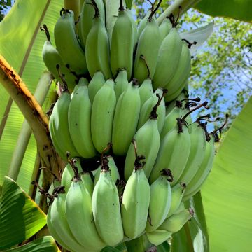 Musa sikkimensis Helen's Hybrid - Bananeira-do-Sikkim