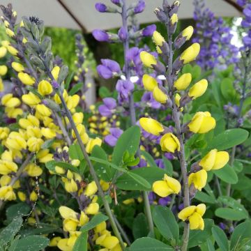 Baptisia Decadence Lemon Meringue