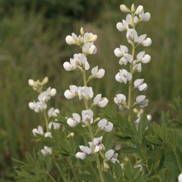 Baptisia australis Alba