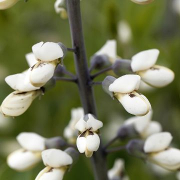 Baptisia alba - Falso índigo branco