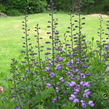 Baptisia Purple Smoke em sementes