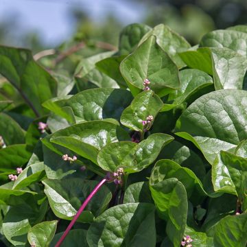 Espinafre de Malabar Select Espinafre de Malabar Select