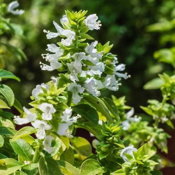Manjericão Aristóteles
