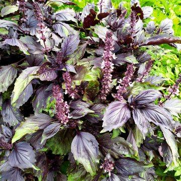 Manjericão-canela Cinamonette