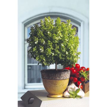 Manjericão El Greco plantas jovens ENXERTADAS