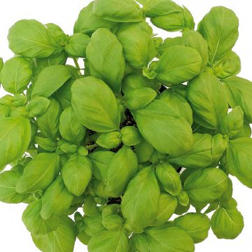 Manjericão-genovês Loki Bio Manjericão-genovês Loki Bio