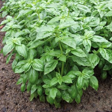 Manjericão de Génova Bonazza