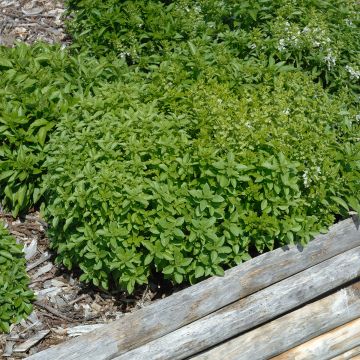 Manjericão anão compacto verde fino