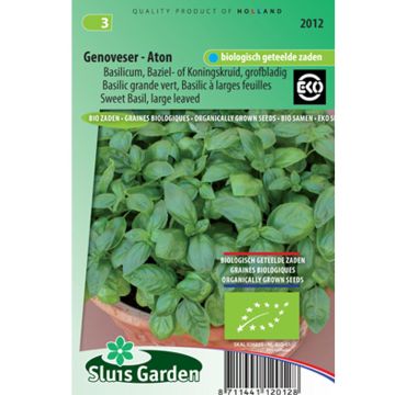 Manjericão Gustosa Bio - Manjericão Genovese de Folhas Largas