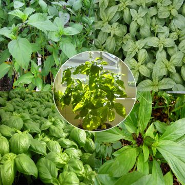 Mistura de 5 variedades de manjericão 1/2 altura