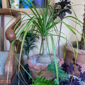 Beaucarnea recurvata