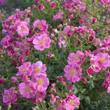 Roseira floribunda Bees Paradise Pink