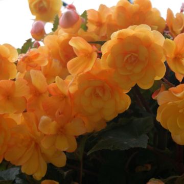 Begónia multiflora Bijou de Gand