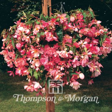 Begonia pendula Chanson Pink and White Bicolor em sementes