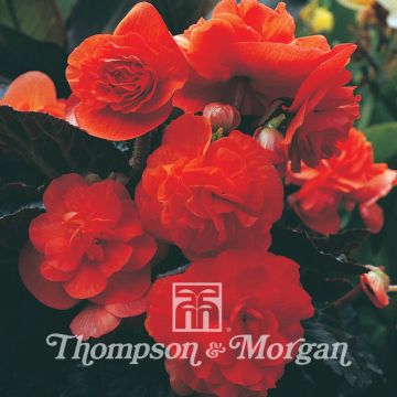 Begónia tuberosa Midnight Beauty Orange em sementes