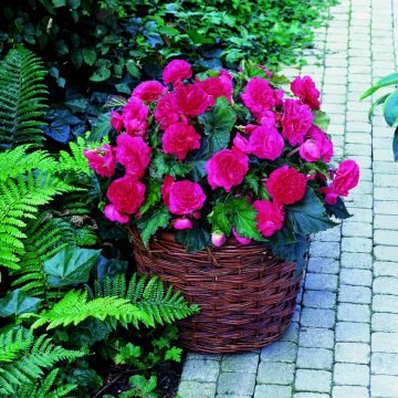 Begónia tuberosa Multiflora Maxima Rosa