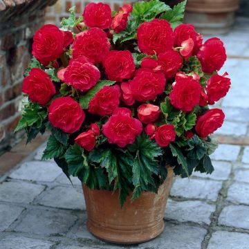 Begónia tuberosa Non Stop Pink