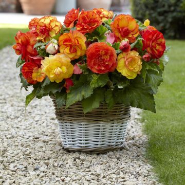 Begónia tuberosa Sangria