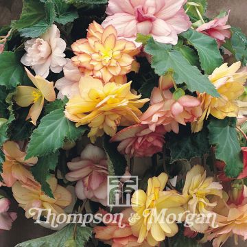 Begonia pendula Show Angels Mixed F1 em sementes