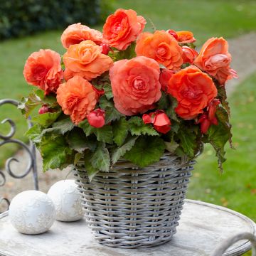 Begónia tuberosa Superba Salmon